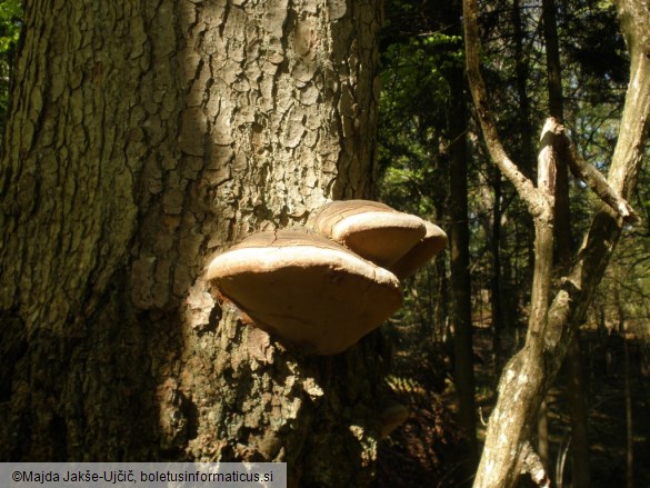 Phellinus hartigii