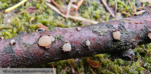 Platygloea disciformis