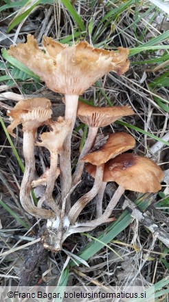 Armillaria tabescens