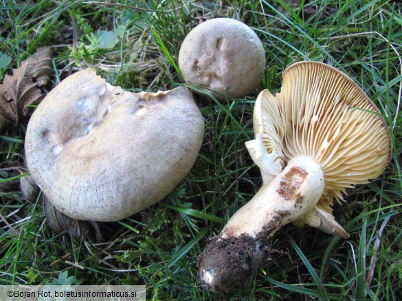 Lactarius pyrogalus