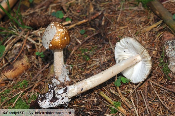 Amanita submembranacea