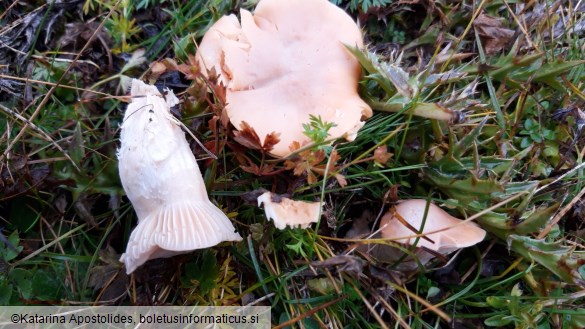 Hygrocybe pratensis var. pratensis