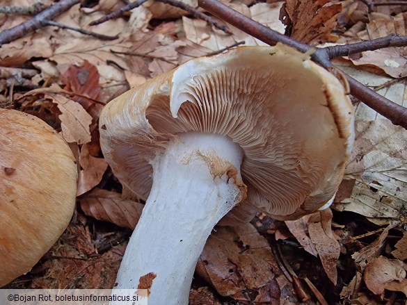 Thaxterogaster turmalis