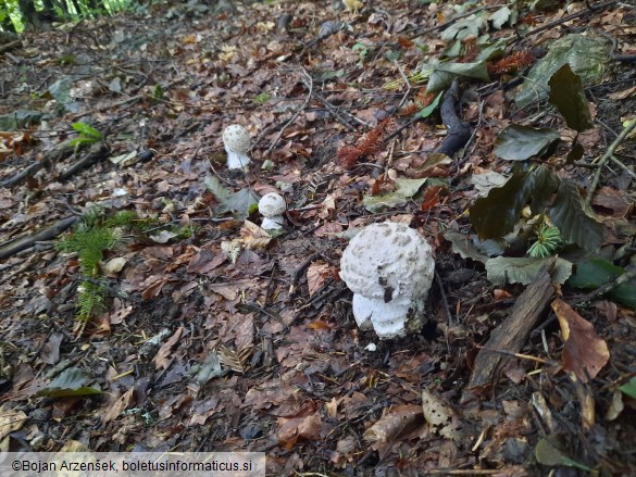 Amanita strobiliformis