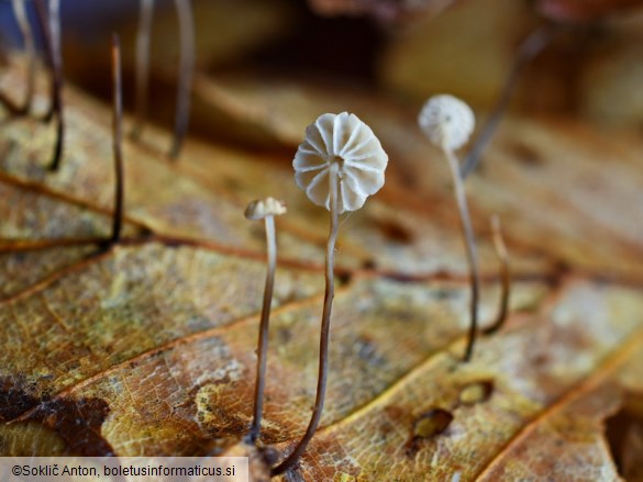 Marasmius bulliardii