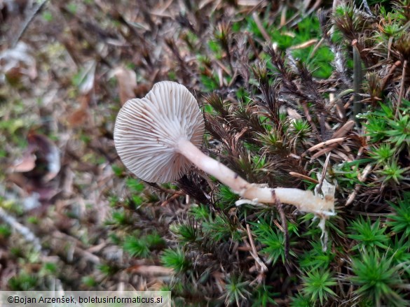 Rhizocybe pruinosa