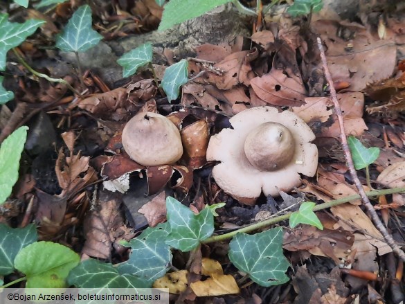 Geastrum fimbriatum