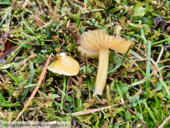 Hygrocybe chlorophana