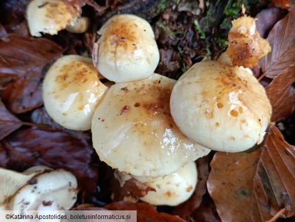 Pholiota elegans