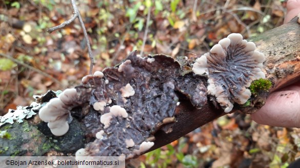 Auricularia mesenterica