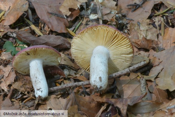 Russula turci