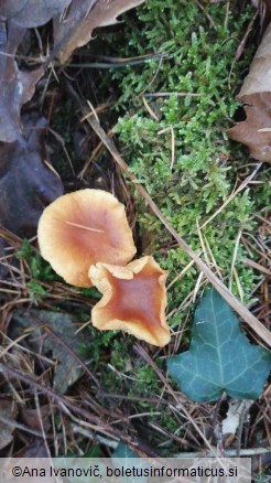 Pholiota astragalina