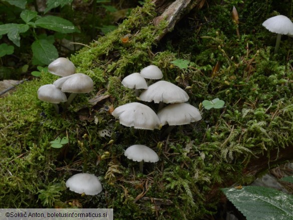 Mycena niveipes