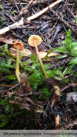 Mycena aurantiomarginata