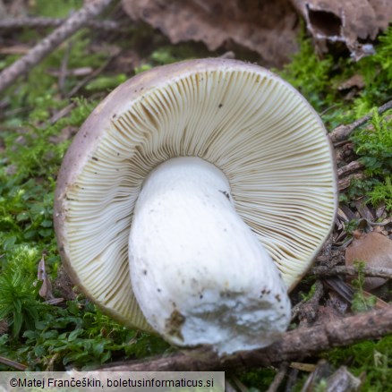 Russula integra