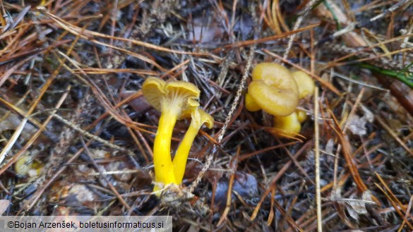 Cantharellus tubaeformis