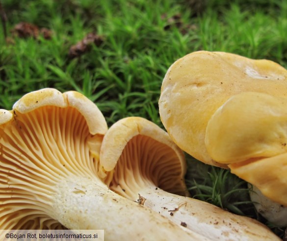 Cantharellus cibarius