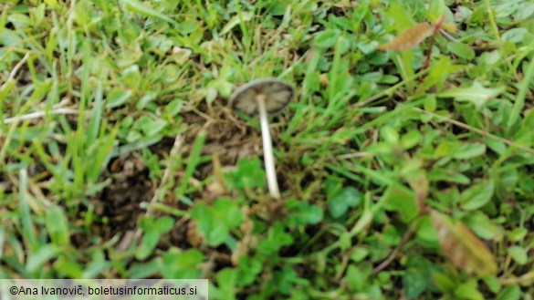 Coprinus plicatilis
