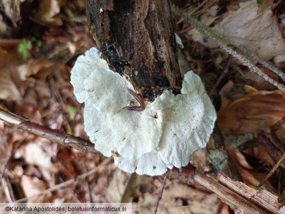 Trametes ochracea