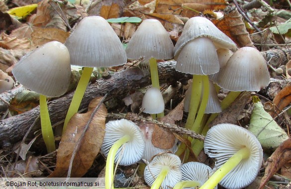 Mycena viscosa