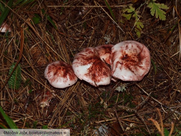 Hygrophorus erubescens