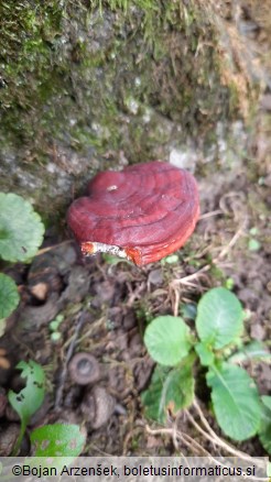 Ganoderma lucidum