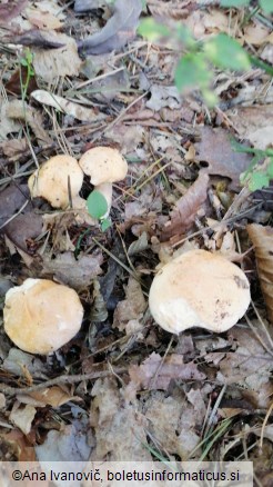 Suillus bovinus