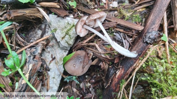 Pluteus insidiosus