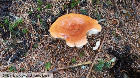 Lactarius aurantiacus