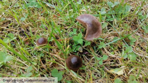 Entoloma sericeum