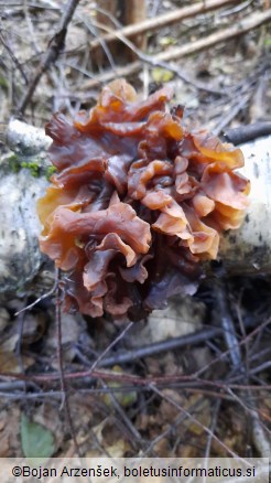 Phaeotremella frondosa