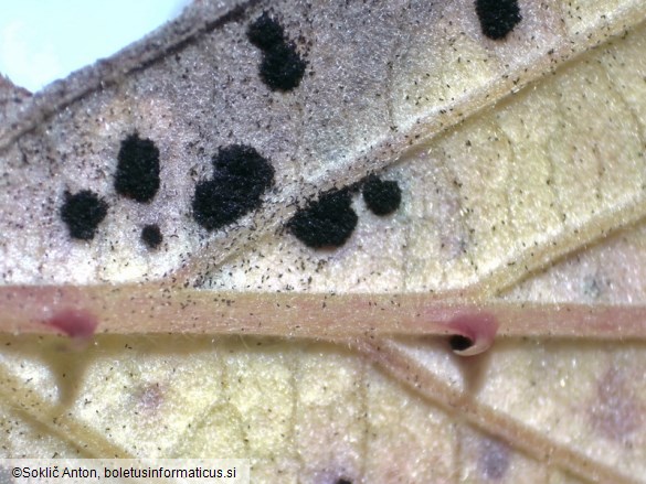 Phragmidium violaceum