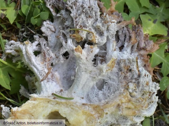 Mycogone calospora