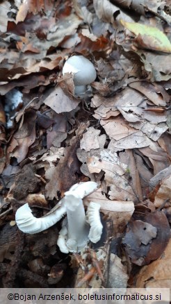 Amanita vaginata