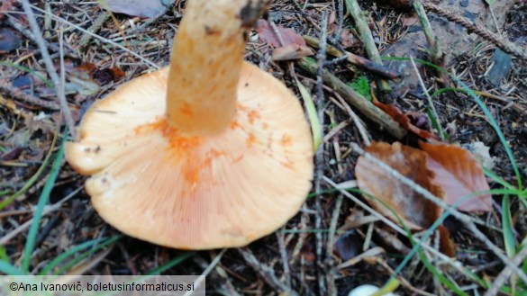 Lactarius salmonicolor