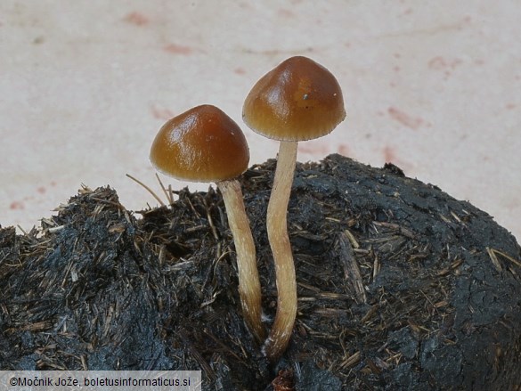 Psilocybe subcoprophila