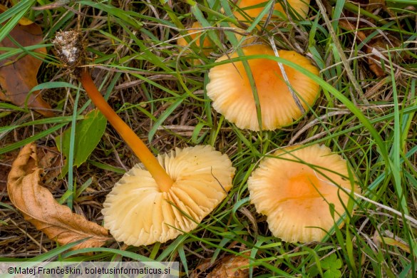 Marasmius oreades