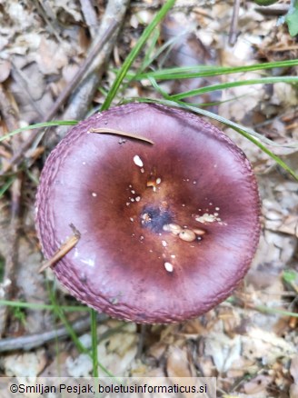 Russula vinosa