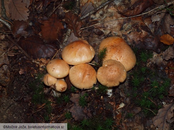 Hygrophorus nemoreus