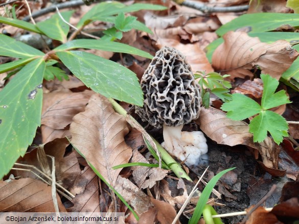 Morchella vulgaris