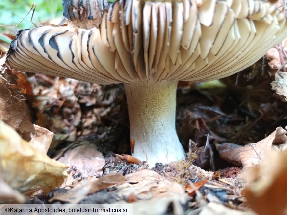 Russula nigricans