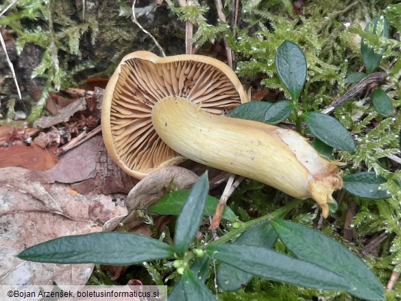 Tricholoma sulphureum