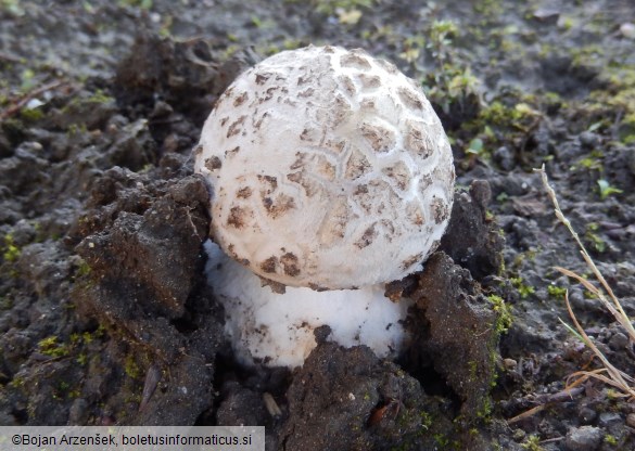 Amanita strobiliformis