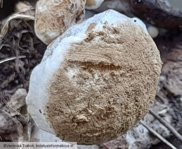 Asterophora lycoperdoides