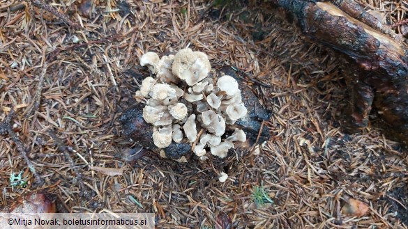 Asterophora lycoperdoides