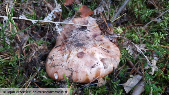 Tricholoma colossus