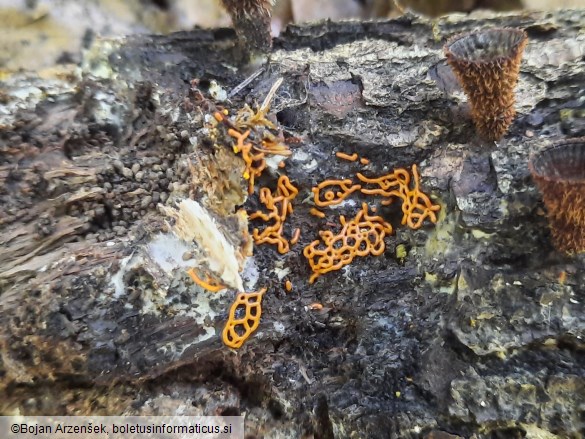 Hemitrichia serpula