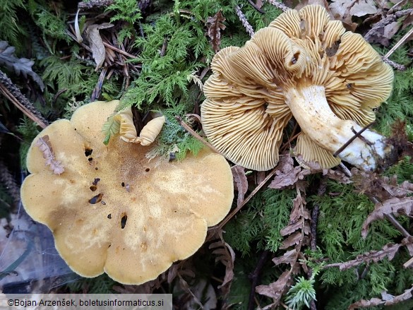 Tricholomopsis decora