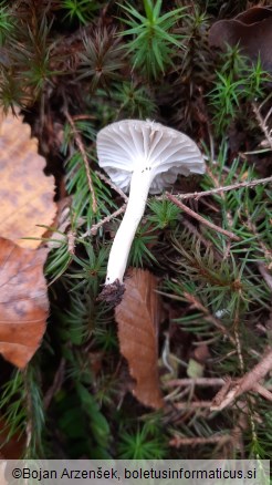 Hygrophorus pustulatus