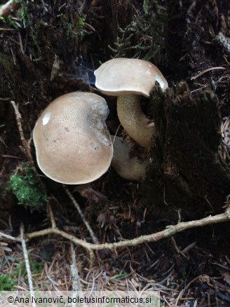 Tylopilus felleus